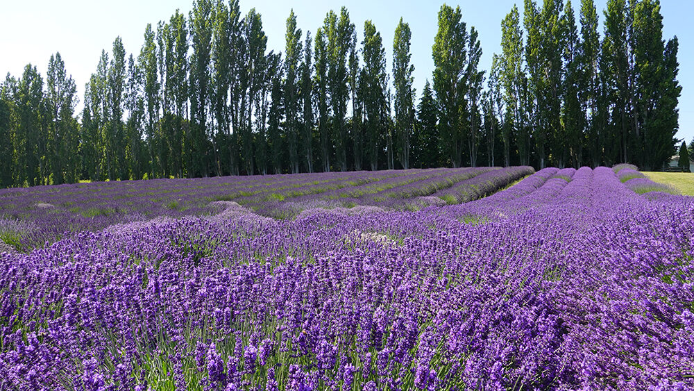 Beautiful lavender field in Sequim, WA, USA.