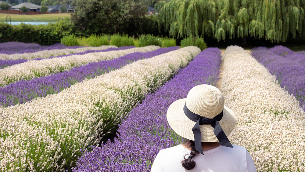 Young Woman Wearing a Sun Hat Looking at White and Purple Rows of Lavender in Field in Sequim, WA